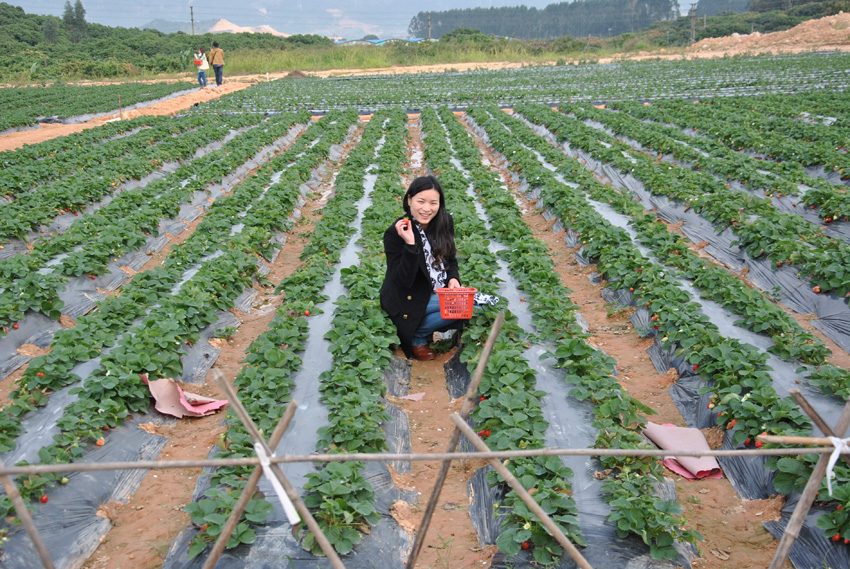 草莓园地