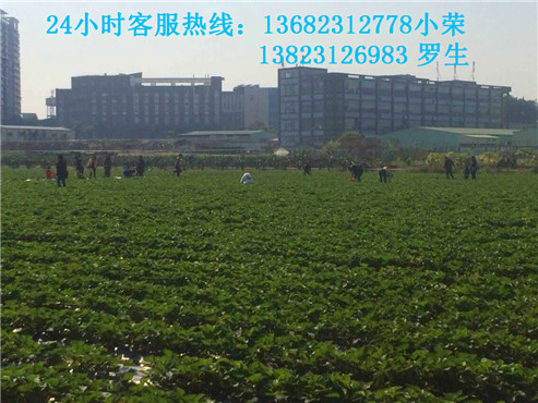 深圳哪里最好玩