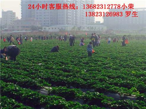 深圳周边农家乐