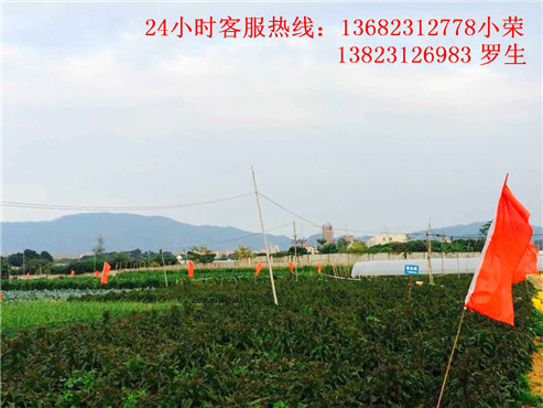 深圳农家乐
