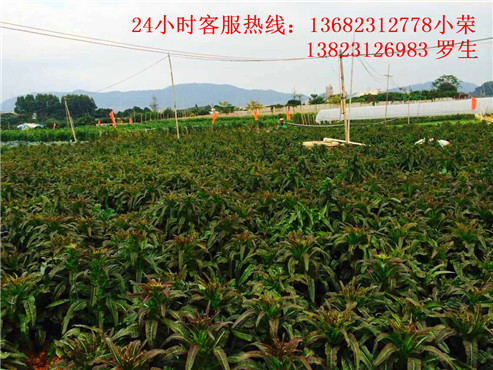 深圳最好玩的农家乐