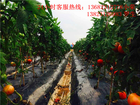 深圳一日游推荐