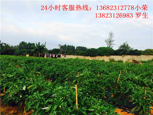 深圳周边游
