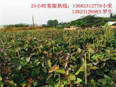 深圳农家乐一日游