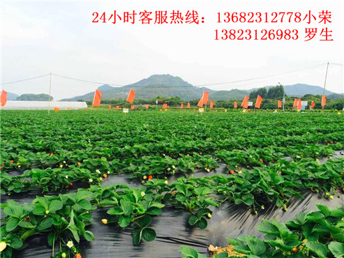 深圳周边农家乐