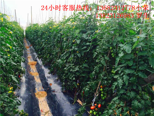 深圳农家乐旅游