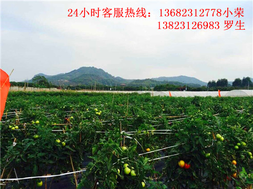 深圳农家乐有哪些