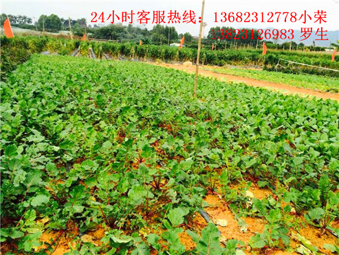 深圳一日游推荐