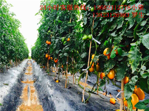 南粤开心农场水果蔬菜生产基地。