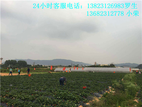 深圳农家乐旅游