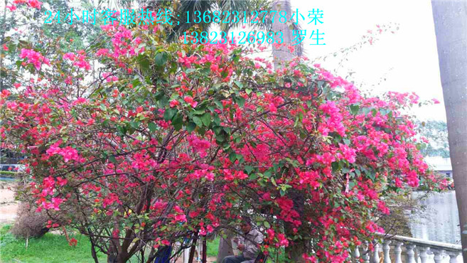 深圳最好玩的农家乐