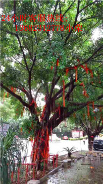 深圳最好玩打农家乐