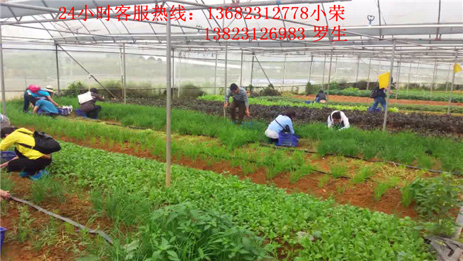 桃园街道办各位领导，在南粤开心农场体验自助野炊！